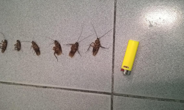 Тараканы просто ненавидят этот фрукт! Убегут из вашей квартиры навсегда